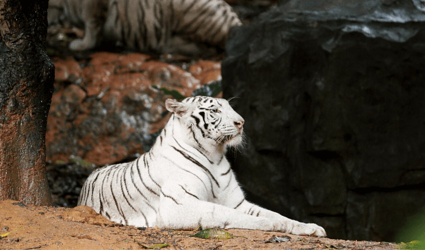 The Environmental and Sustainability impact of PDFs